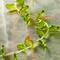 12 Pack: Peridot Green Glass Leaf Beads, 18mm by Bead Landing™